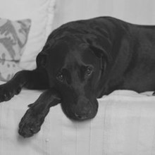 Traurig guckender schwarzer Labrador liegend auf weißer Couch
